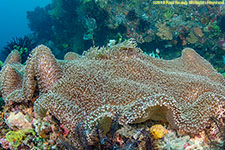 carpet anemone